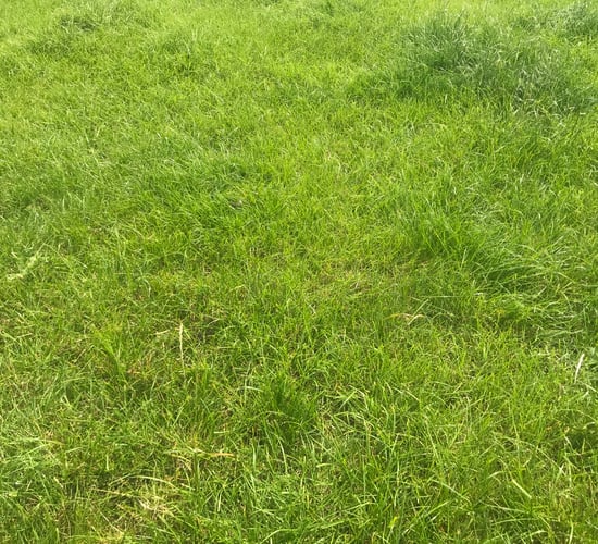Grass growth: Rain needed by many farms