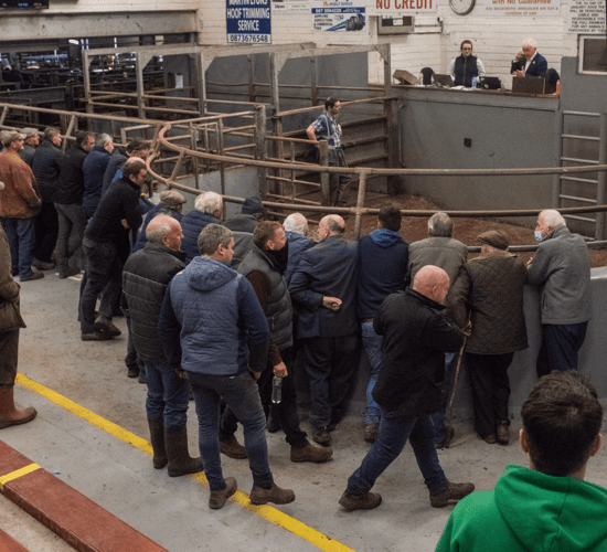 Kerry-based livestock mart to hire new manager