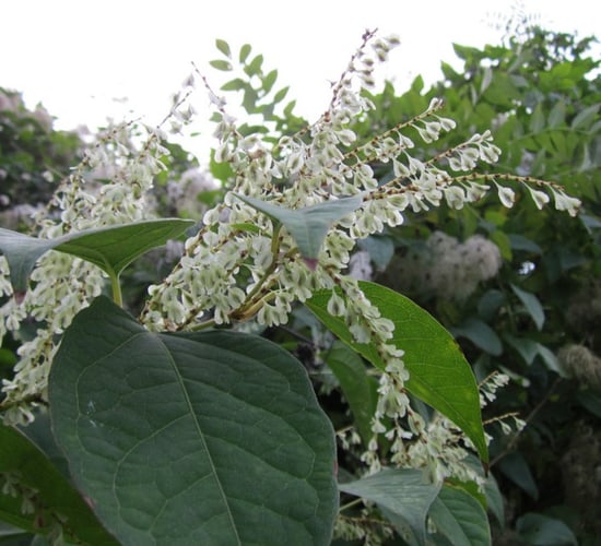 Draft invasive species management plan due this year
