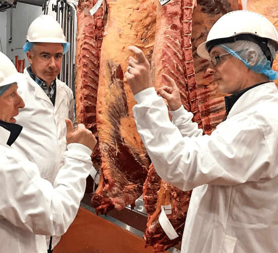 New factory bonus for Limousin cows and stockbulls announced