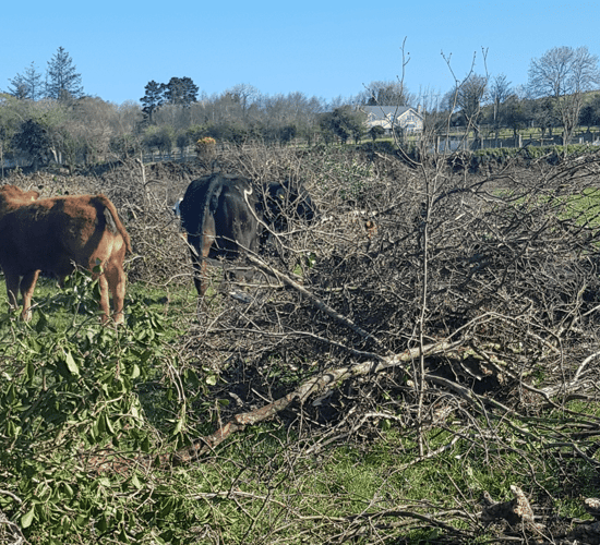 Man convicted and fined €2,000 for hedgerow destruction