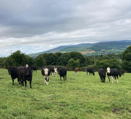 UFU visits ABP demo farm to explore methane reduction research