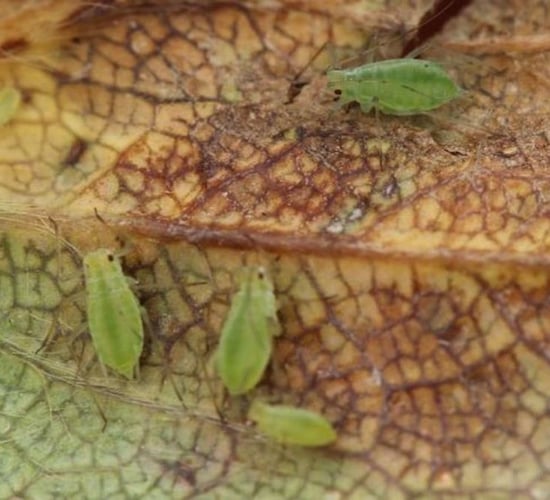 Photonic 'nose' to be developed to monitor crops