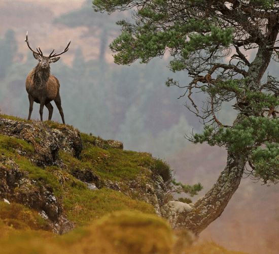 Rewilding Europe receives funding boost of €4.9 million