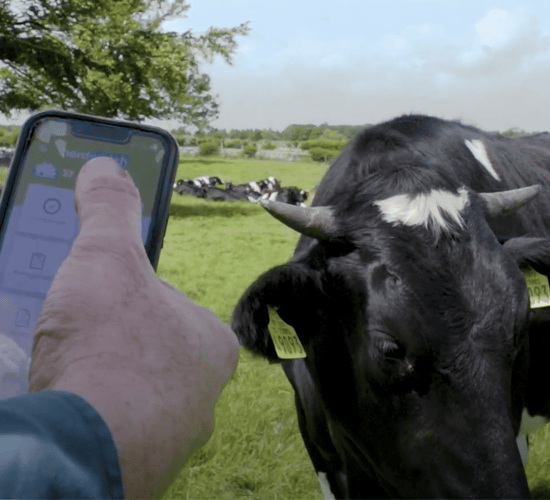 Rory Best inspires Galway farmer's herd management decision