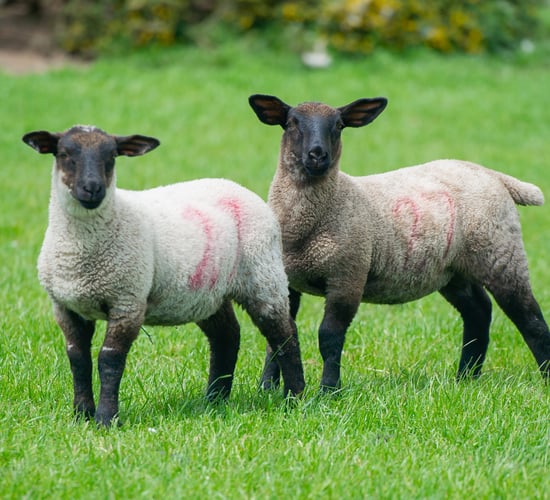 PSNI investigates theft of 50 lambs from Derry field