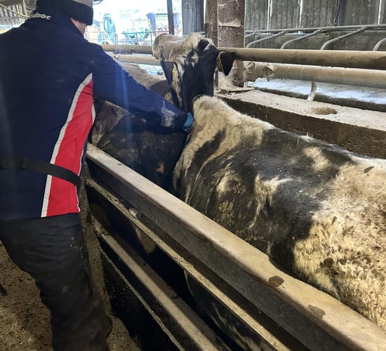 NI farmers urged to act on TB 'resolved inconclusive animals'