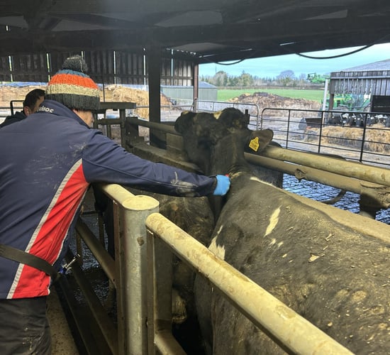 DAFM confirms all backlogged TB payments to be issued 'this week'