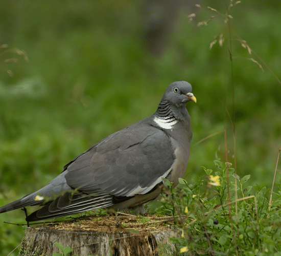Wild bird shooting derogation extended to end of year
