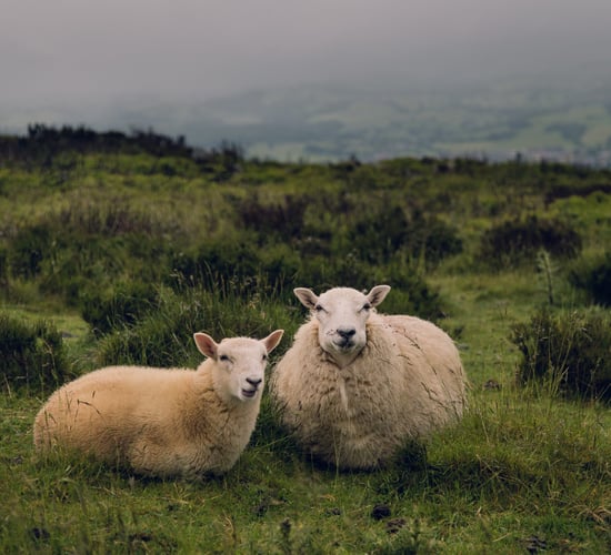 Calls for 'immediate' shearing supports for sheep farmers