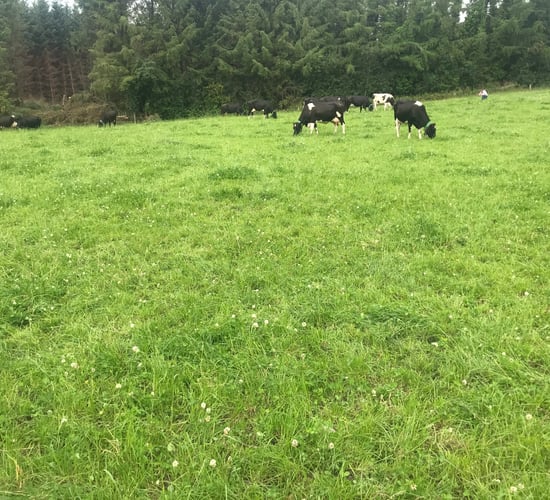 Grass growth stalls once again as heatwave hits