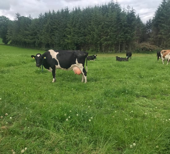 What's your protocol for high cell count cows in the herd?