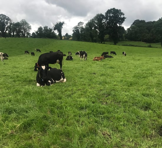 Breeding season: How are you paid for your milk?