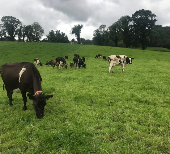 Milk prices impacted by new market dynamic - co-op chief executive