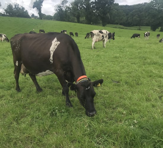 Dairy advice: To-do list for September