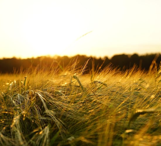 Electric Picnic organisers meet farmers over harvest concerns