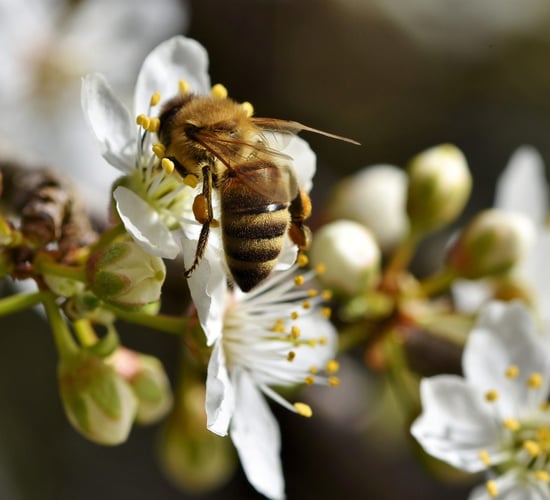 10,000 Irish people call for synthetic pesticides to be phased out