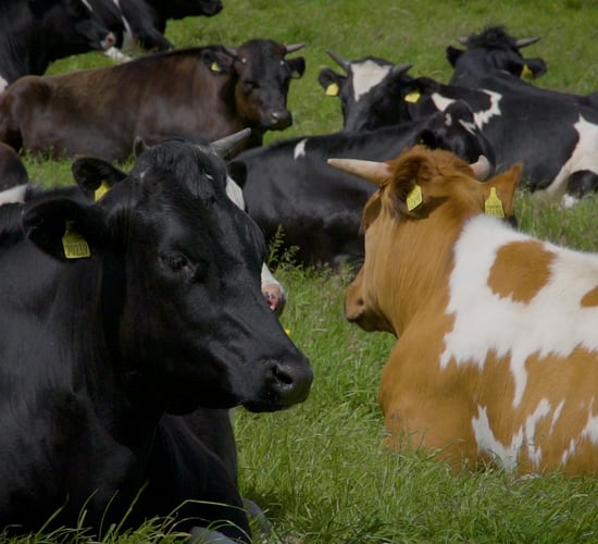 Study: Climate target needs livestock cut, more trees and rewetting