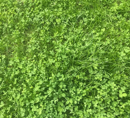 Managing clover swards on dairy farms this autumn