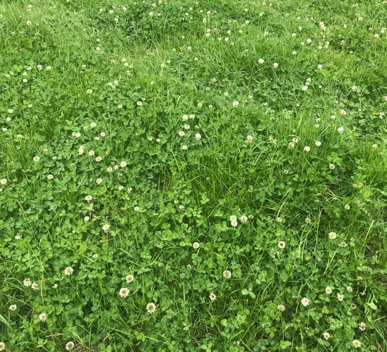 Research: White clover reduces emissions and boosts profitability