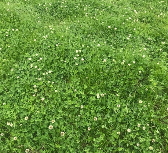 Proper management of clover swards post-sowing