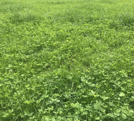 Grazing management: Building autumn covers