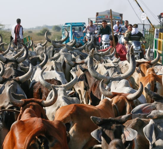 MEPs say India should prohibit 'buy national' policies as trade talks resume