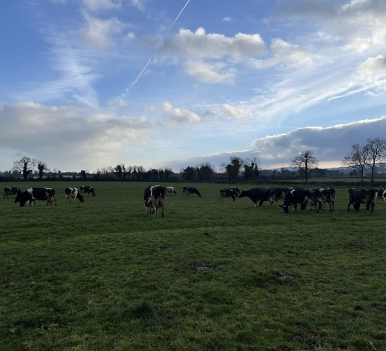 Breeding: Improving genetics and milk solids on farm