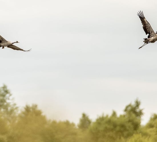 Common cranes hatch two chicks on rewetted peatland