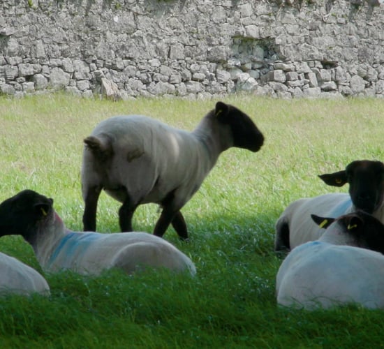 CAFRE to host on-farm events aimed at cutting the cost of lameness
