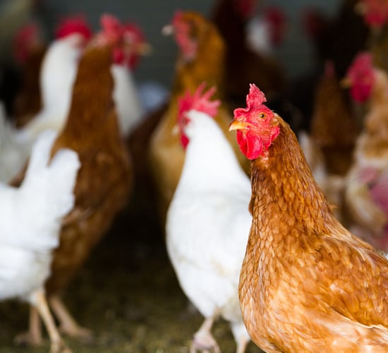 EU and China ban chicken imports from Brazil after bird flu case