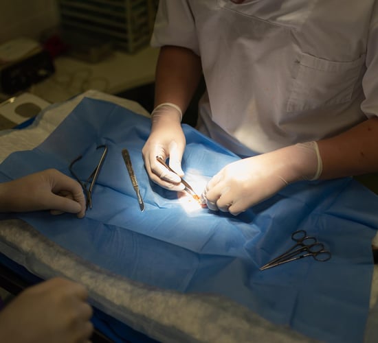 Irish vets to be allowed work in Australasia under new deal