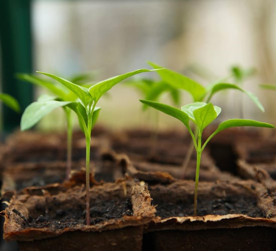 Six community groups crowned 'Get Ireland Growing' champions