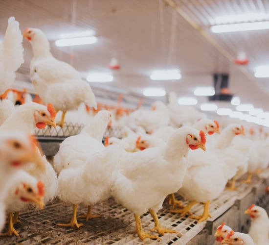 Chicken products recalled due to incorrect cooking instructions