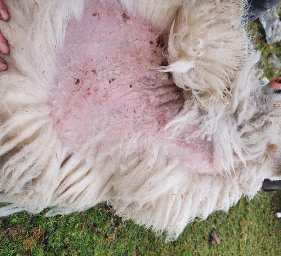 Scientists fight to control sheep scab in the UK