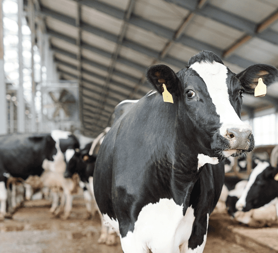 Achieve better in-calf rates by detecting heats accurately
