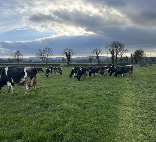 Grazing: Meeting the herd's energy demand as breeding beckons