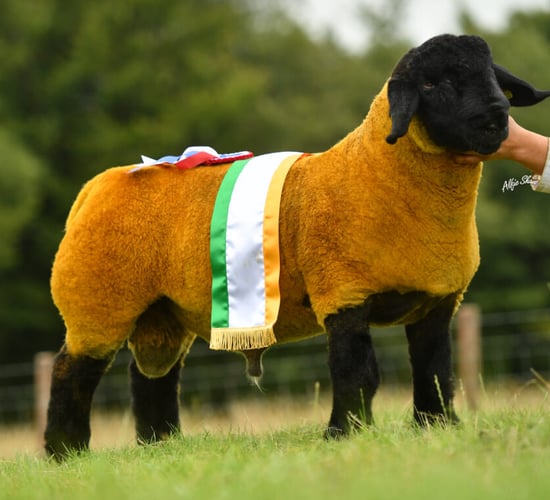 Suffolk Sheep Society to host Premier Show and Sale