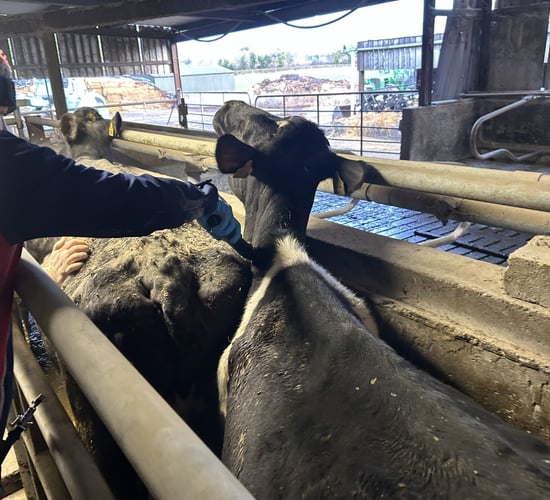 UCD research could reveal why some TB animals go undetected