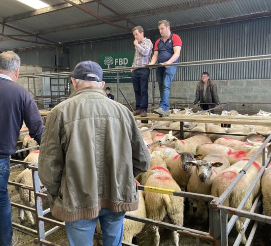 Pics and prices: Heavy lambs fall back to €150/head at Delvin