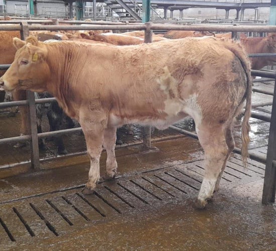 450kg Charolais-cross heifer hits €3,200 (€7.11/kg) at Ennis Mart