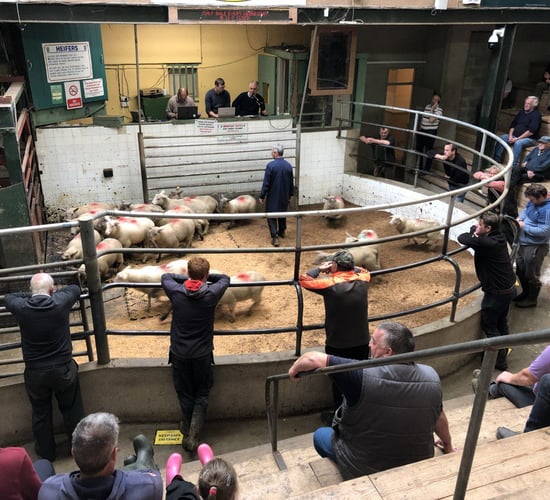 Factory lambs an easier trade at Enniscorthy Mart