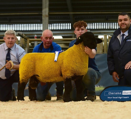 Video: Reserve champion hits 10,000gns at Suffolk premier sale in NI