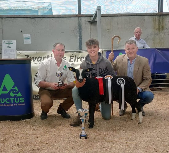 Galway ewe lamb overall champ at Zwartbles Eire show and sale