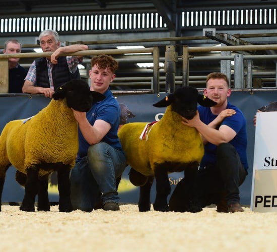 10,000gns hit 3 times at Suffolk Sheep Society NI premier sale
