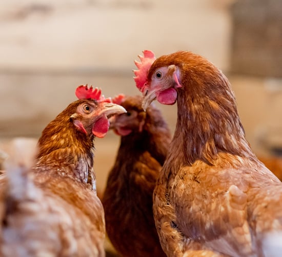 UFU: Strict biosecurity 'essential' after confirmed bird flu case