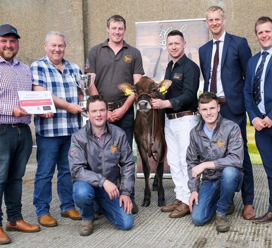 Jersey heifer comes out on top at Multi-Breed Dairy Calf Show