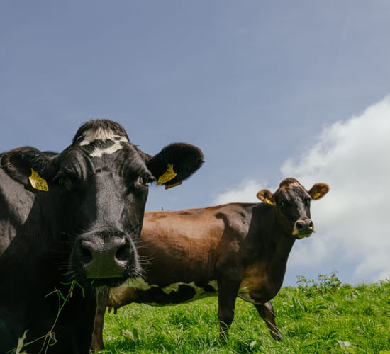 Quality Milk Awards series: Producing 1,319,451L of milk in Offaly