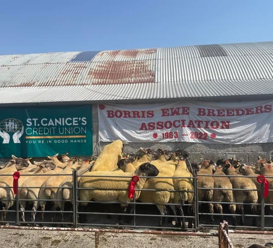 Lively trade at Borris Ewe Breeders’ second sale