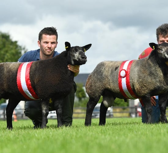 Blue Texel premier show and sale set for this Saturday